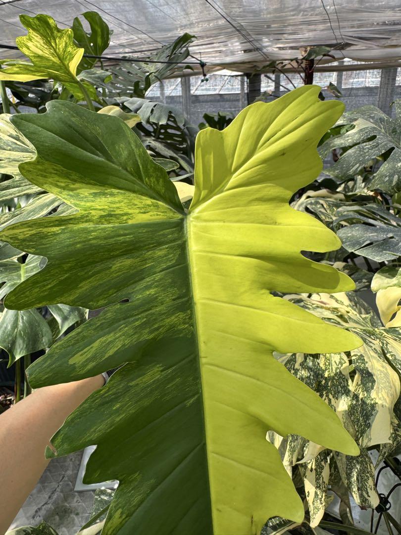 フィロデンドロン キティナ (フロリダビューティー x マヨイ