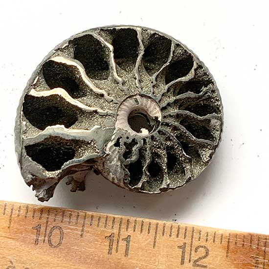 黄鉄鉱化したアンモナイトA～K – きらら舎