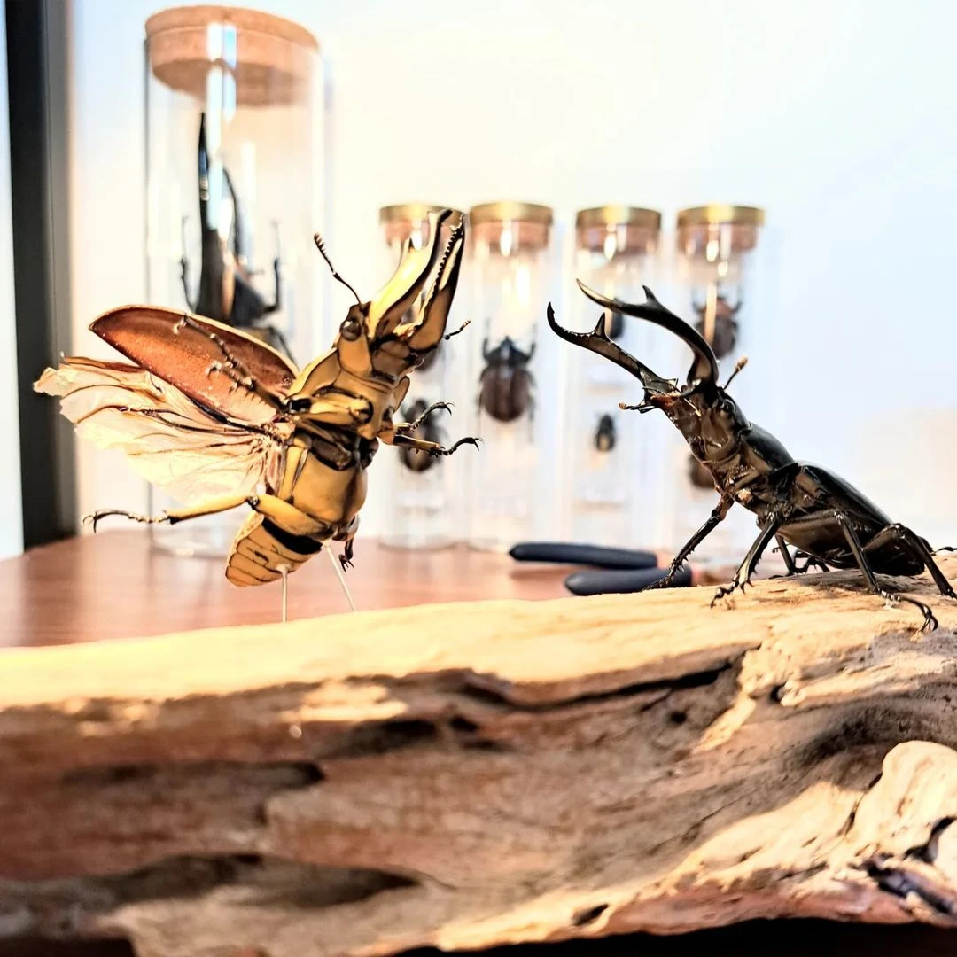 立体の迫力 | 昆虫の標本なら苔丸インテリア