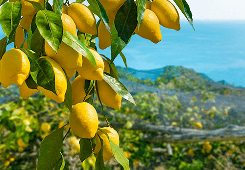 雑賀 檸檬 Craft Rock'n Lemon - 九重雜賀【公式】 赤酢・日本酒・梅酒
