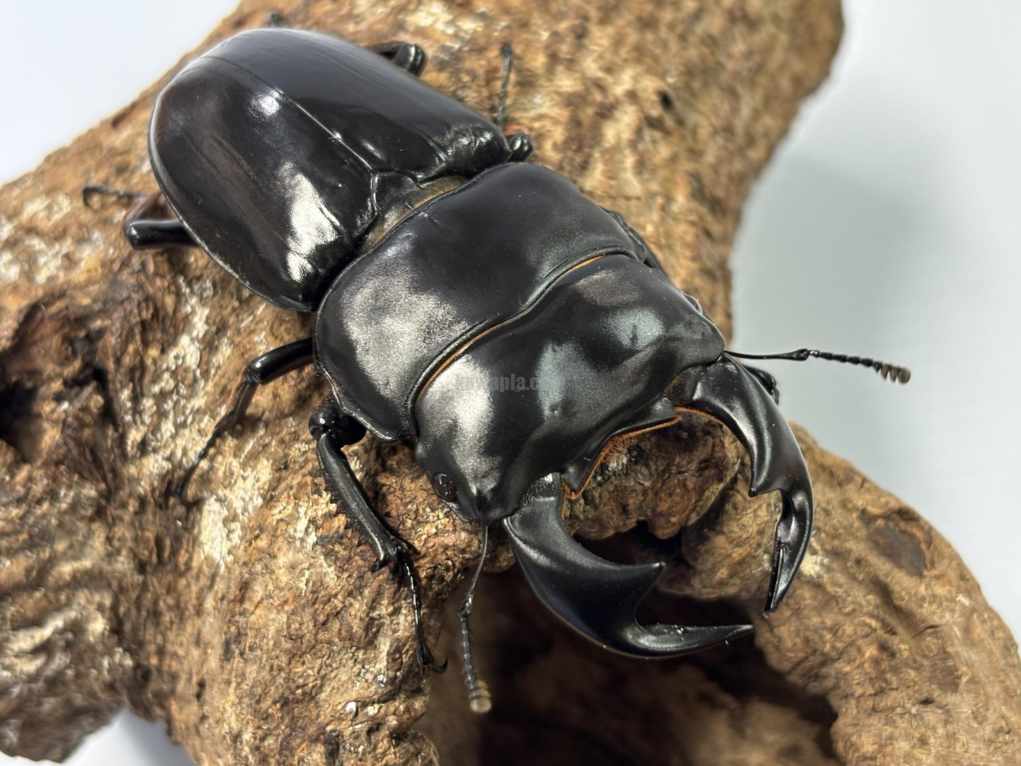 インドアンタエウスオオクワガタペア | くわかぶプラネット