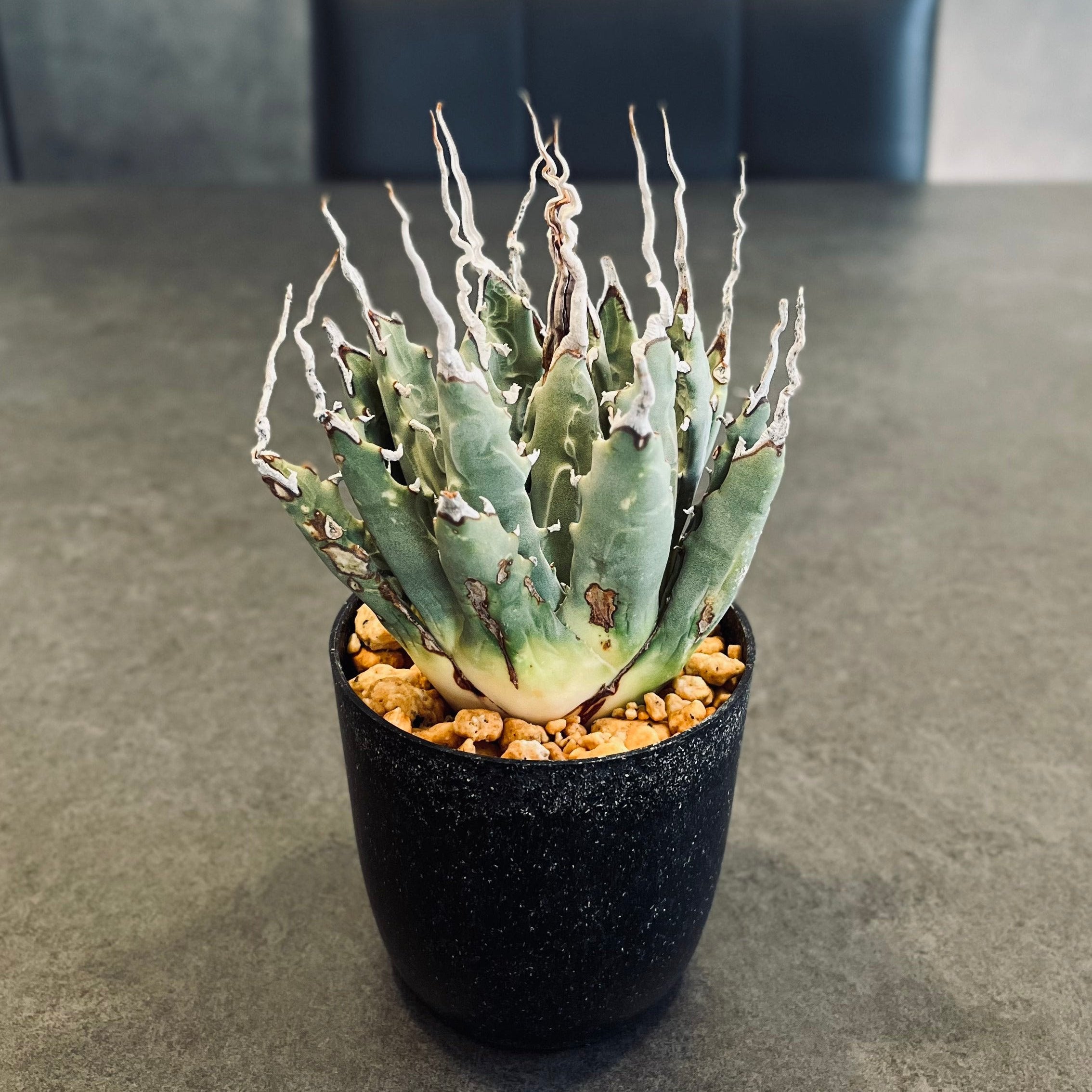 エボリスピナ 陽炎 極上 ウネリ アガベ ユタエンシス｜LAVELLI(ラヴェリ)