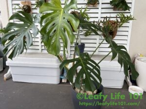 モンステラ・デリシオーサ 'スターライト' 成長記録・育て方