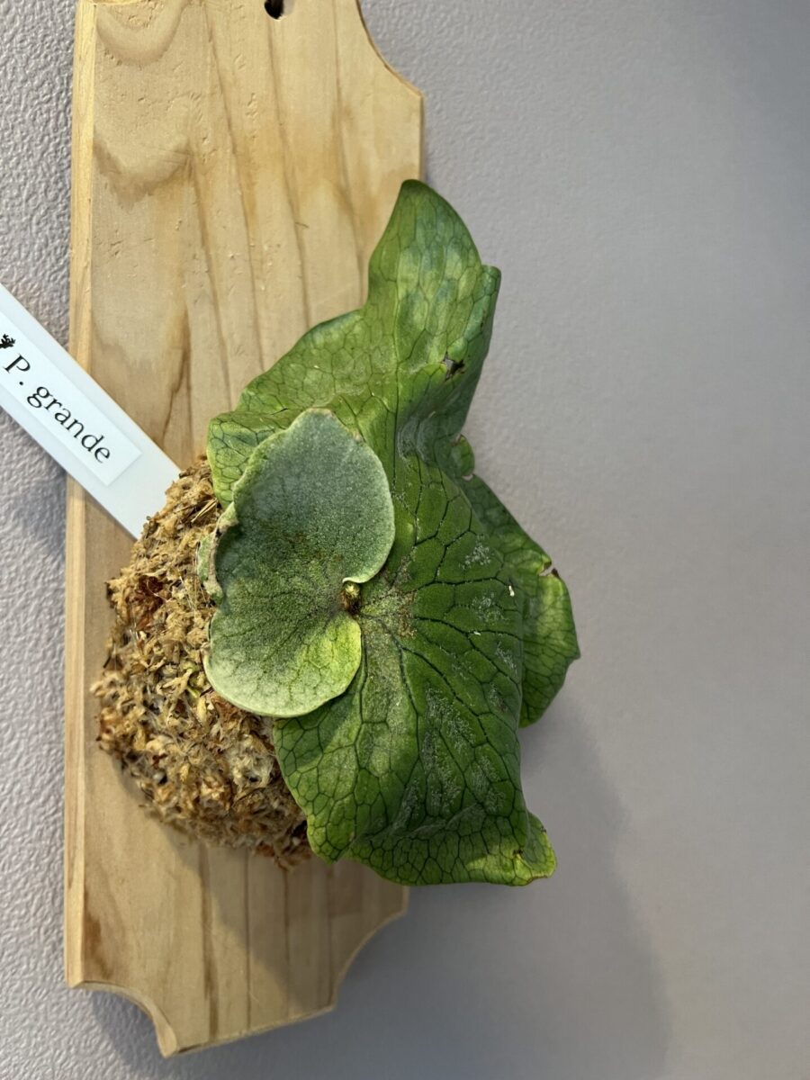 ビカクシダ・グランデ 成長記録・育て方 | シロウト園芸