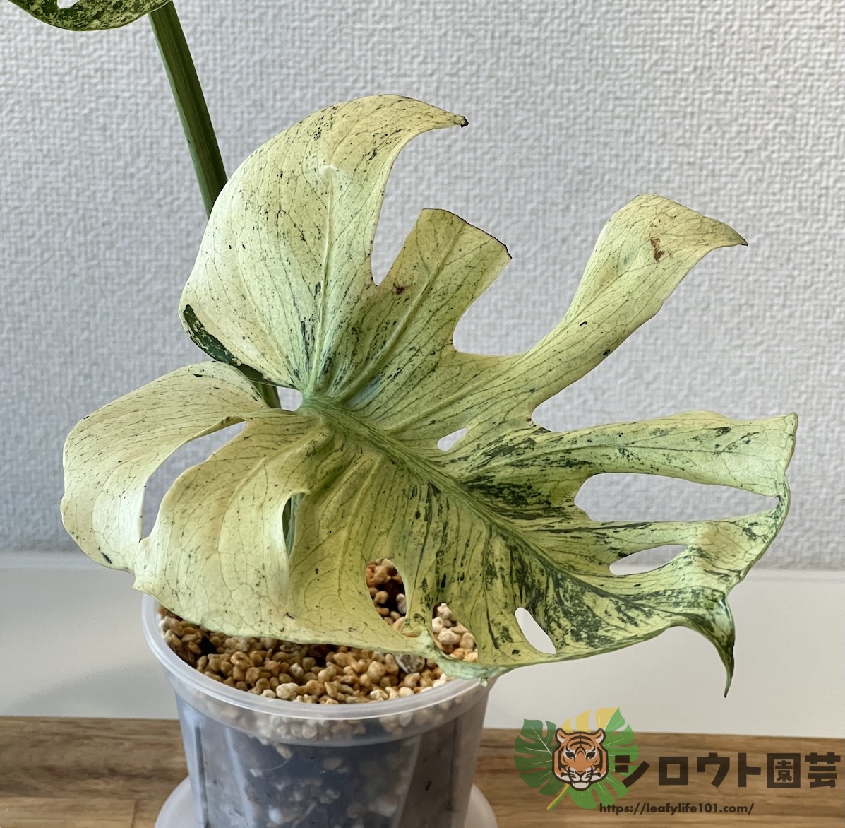 モンステラ・デリシオーサ 'サイアムミント' 成長記録・育て方
