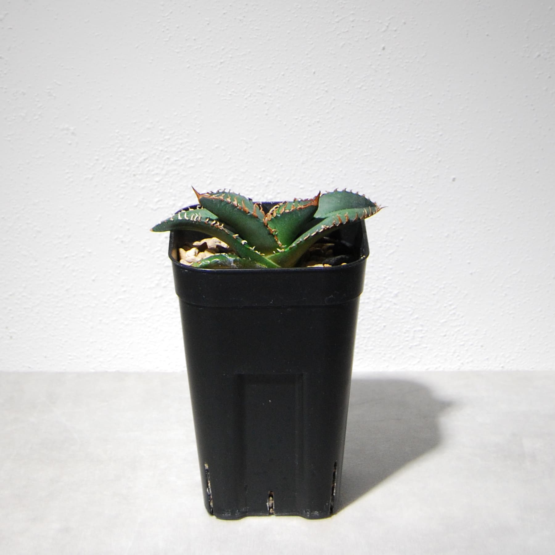 アガベ チタノタ 悪魔（スーパーチタノタ）205 – linkplants -リンク