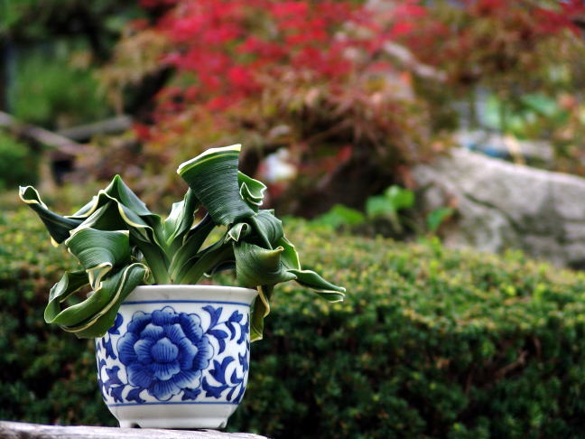 舞子獅子 (まいこじし) Maikojishi – おもとの豊明園（ほうめいえん）