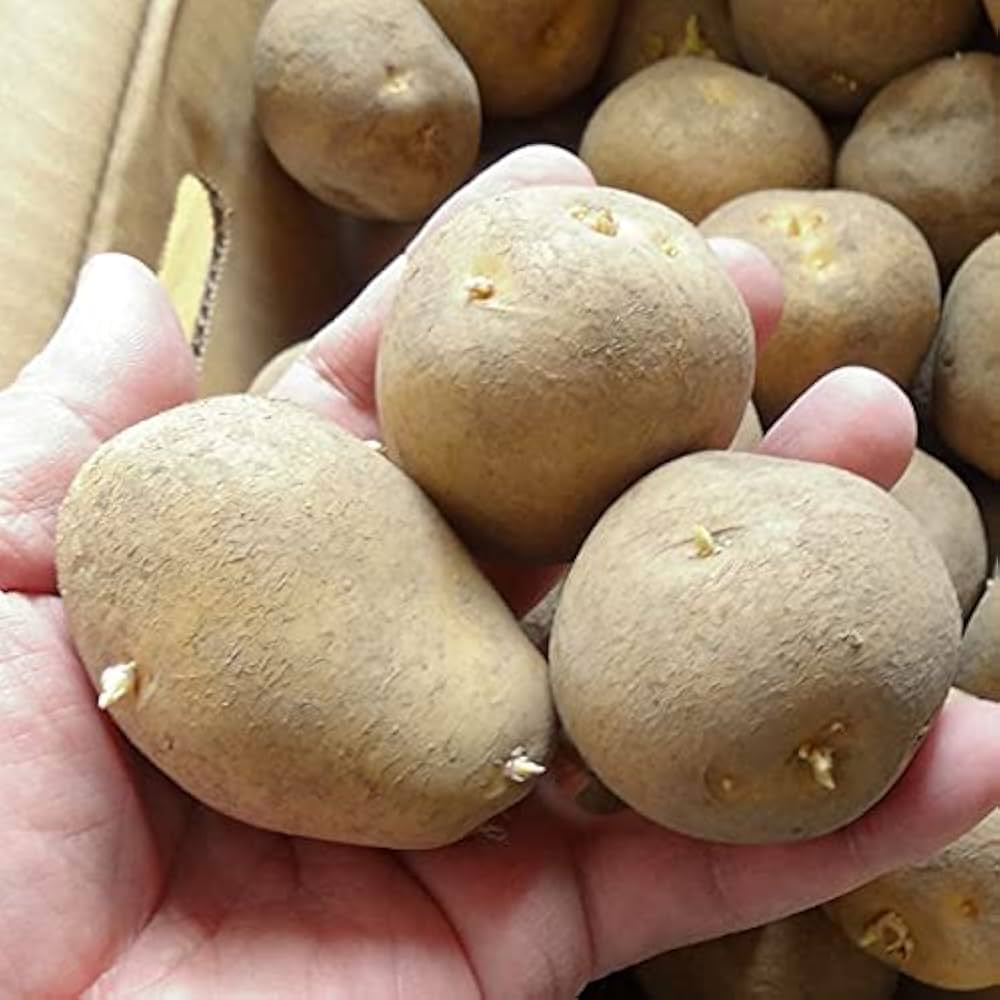 Amazon.co.jp: 種芋 インカのめざめ 北海道産 じゃがいも 10kg（正規品