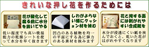 Amazon.co.jp: フラワーアート夢大陸 野原で楽しむ押し花キットM