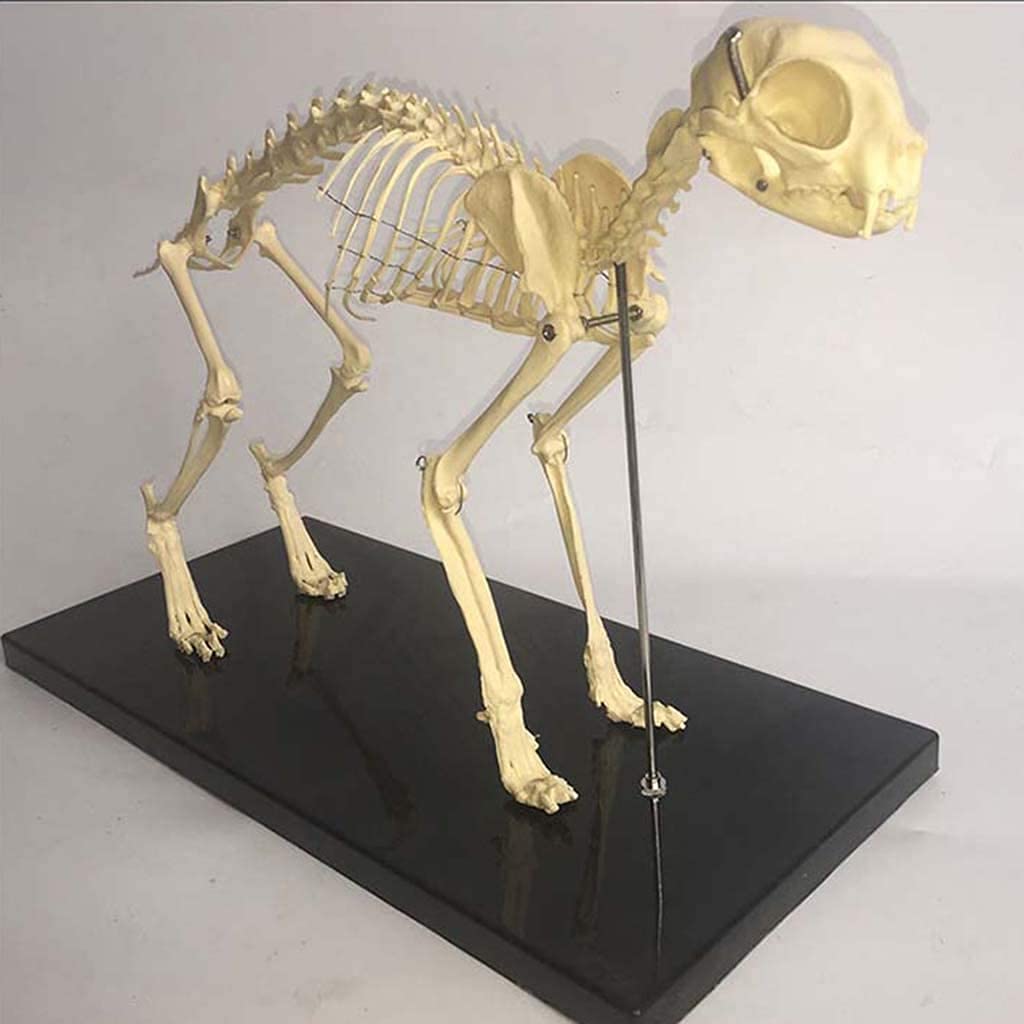 Amazon.co.jp: シミュレーション動物の骨格モデル猫の全身猫の骨格