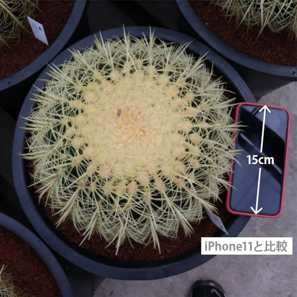 Amazon.co.jp: 農場直送！キンシャチ 金シャチ 金鯱 サボテン 12号鉢