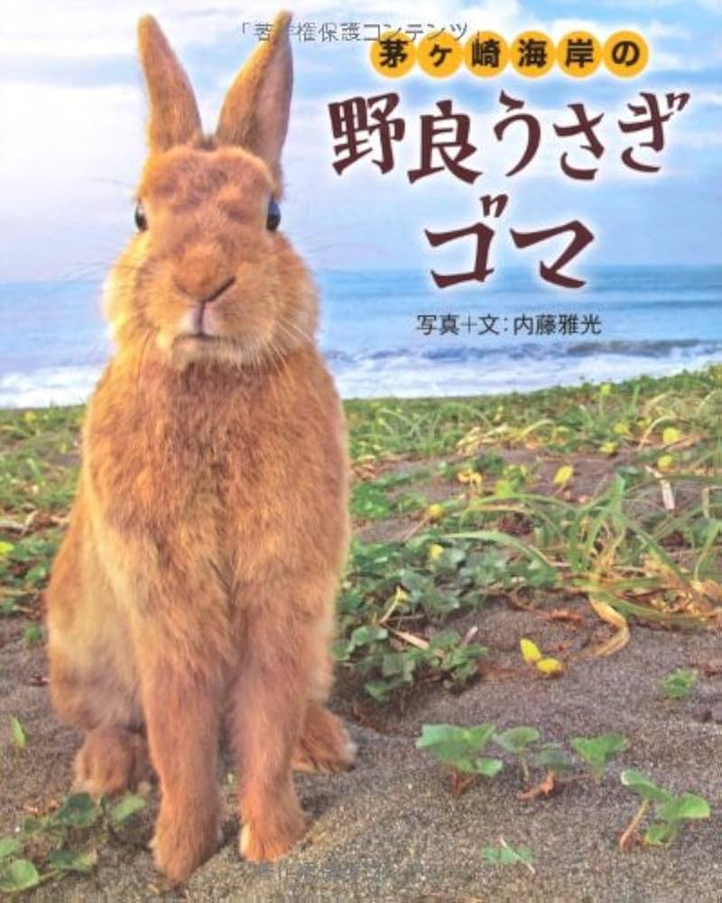 茅ヶ崎海岸の野良うさぎ ゴマ | 内藤 雅光 |本 | 通販 | Amazon