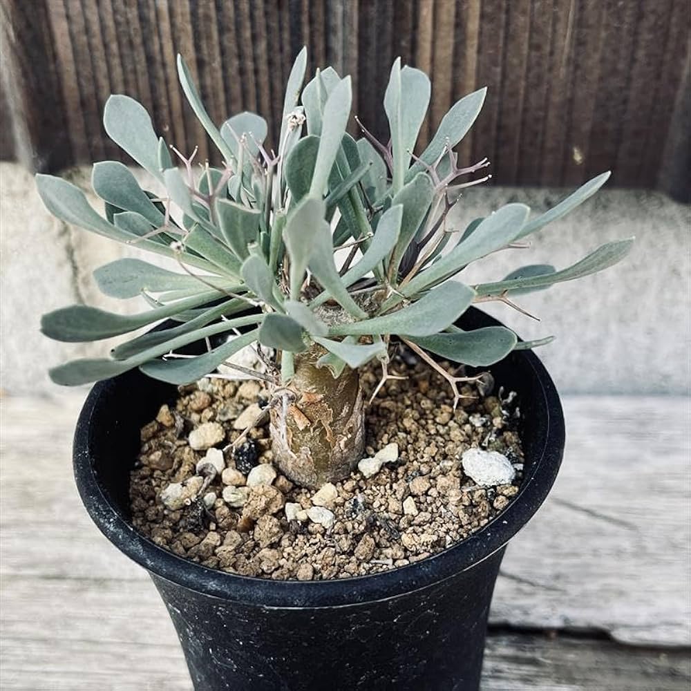 Amazon｜コーデックス：オトンナ ユーフォルビオイデス 実生*M｜観葉