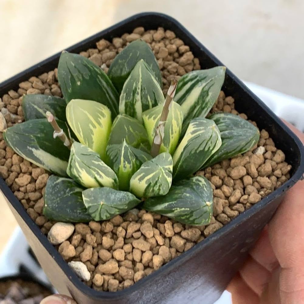 Amazon｜多肉植物 ハオルチア オブツーサ錦 花水晶｜観葉植物