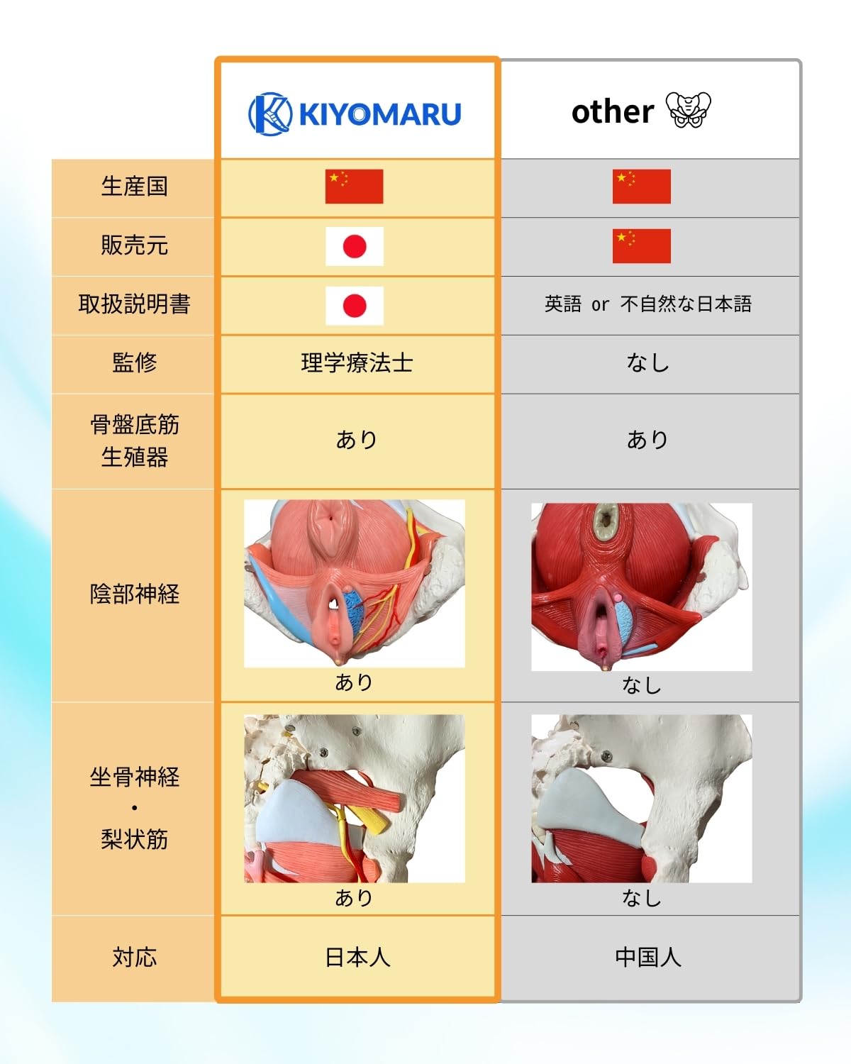 Amazon.co.jp: KIYOMARU 骨盤底筋付き女性骨盤模型 人体模型 8パーツ