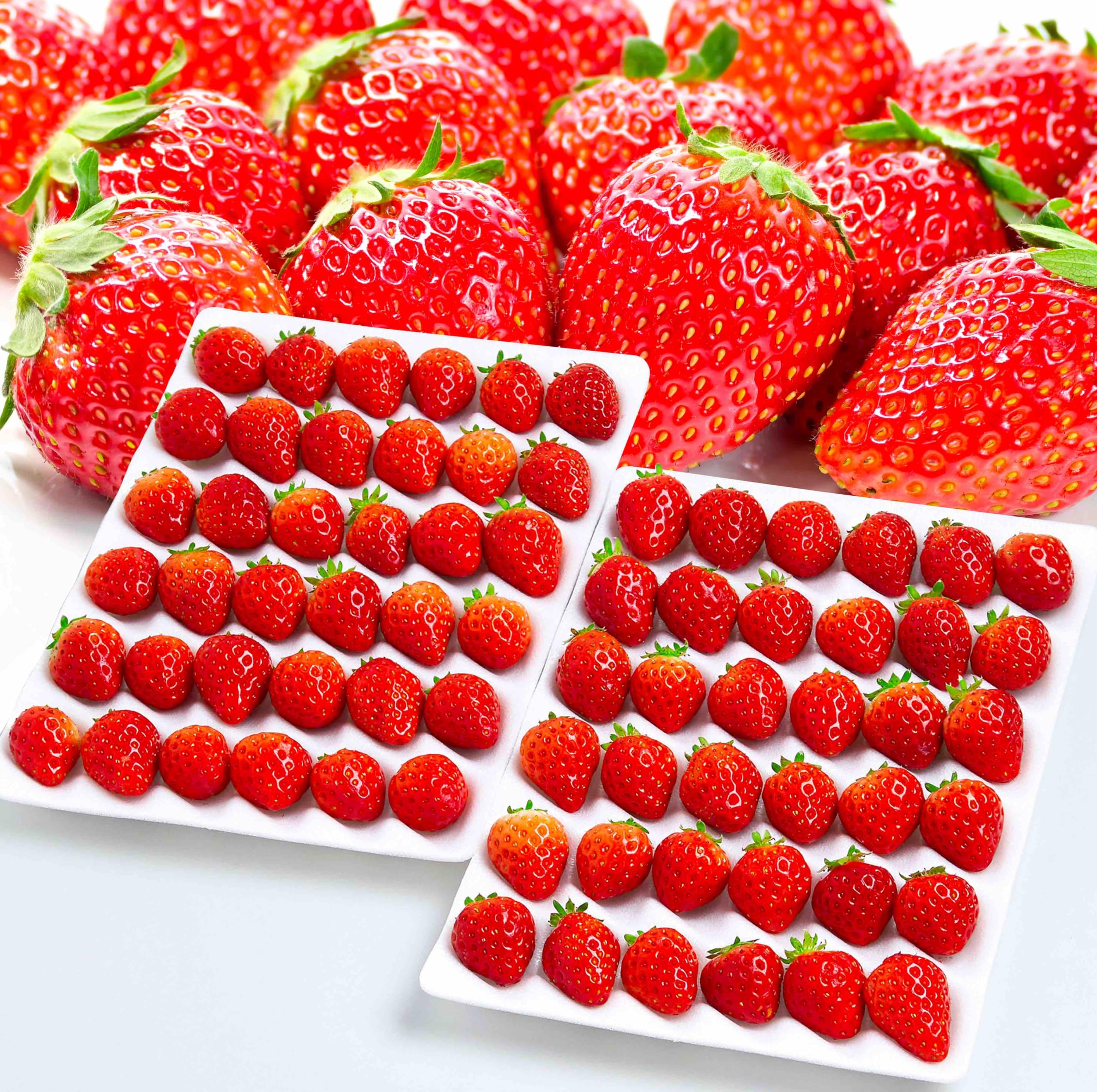 Amazon.co.jp: 【糖度12度の別世界 いちご】常識を超えた甘さ「絶品