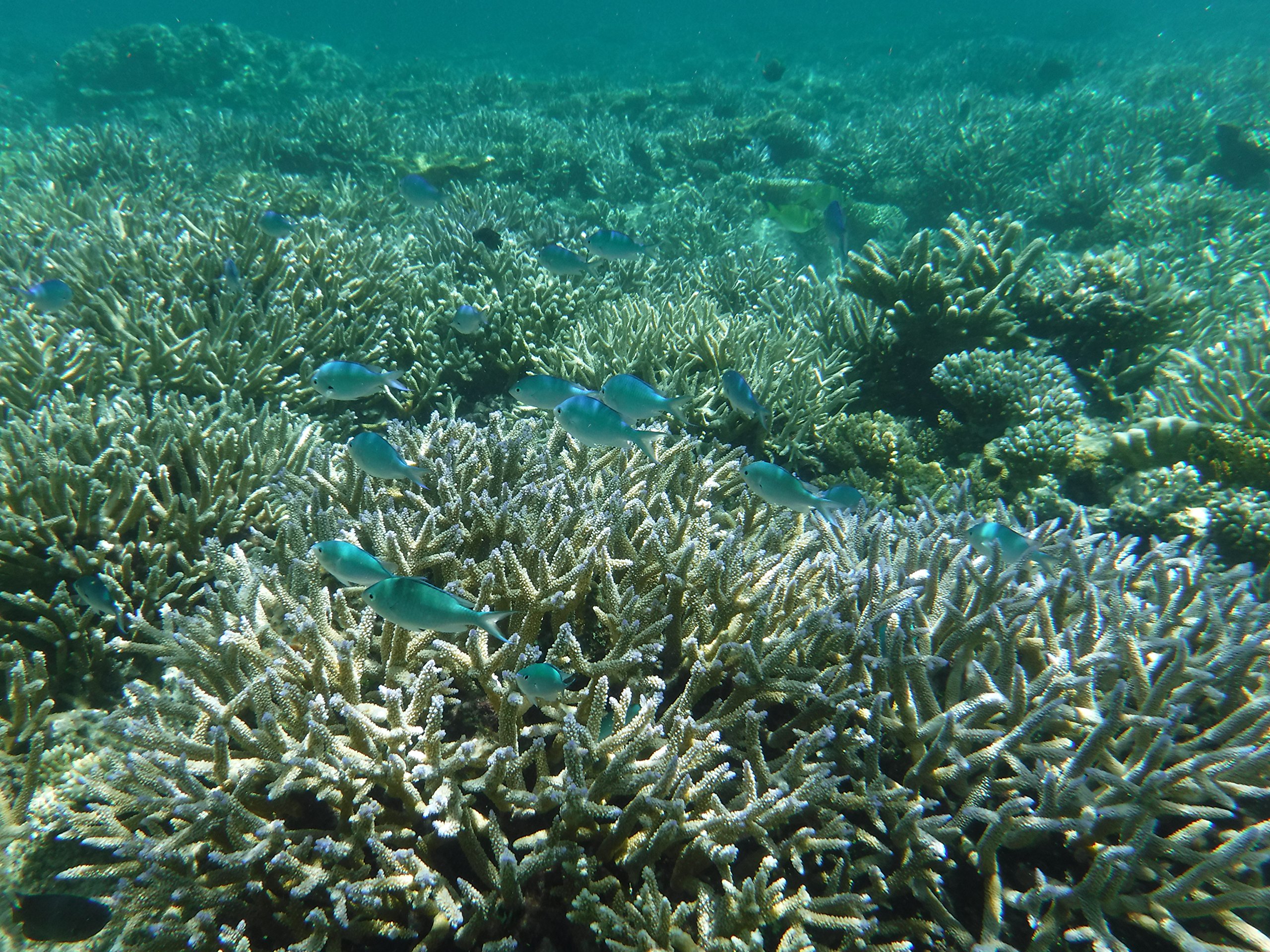 Amazon.co.jp: FUJIFILM コンパクトデジタルカメラ XP80 防水 ブラック