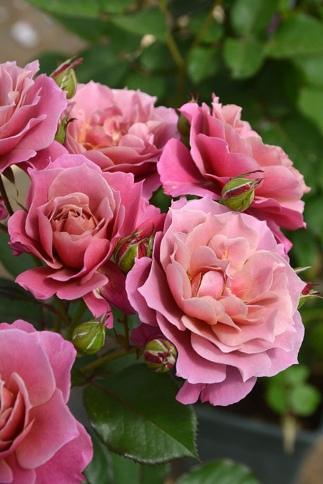 冬季大苗】バラ苗 あおいのうえ【葵の上】 国産苗 6号鉢植え品［農林