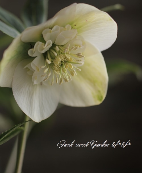 クリスマスローズ　多弁ホワイトブロッチdd　開花見込み大株 楽天市場】クリスマスローズ 開花見込み株 実生苗 ダブル咲き ホワイト