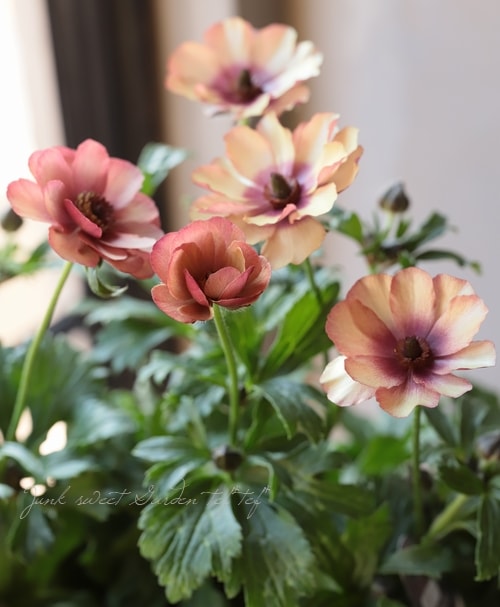 ラナンキュラス ラックスシリーズ 『ウラノス』 | すべての商品