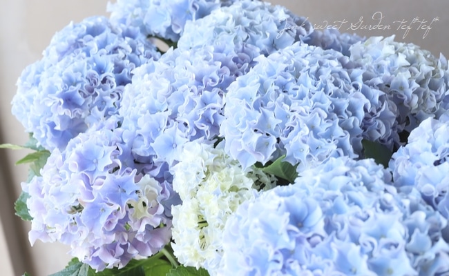 フリンジ紫陽花 サーフィン 『シーサイドブルー』 | すべての商品