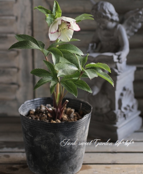 夕*え様 クリスマスローズセミダブル開花苗 クリスマスローズ 開花苗 067 プランタンセミダブル : 花郷園 KAGOEN