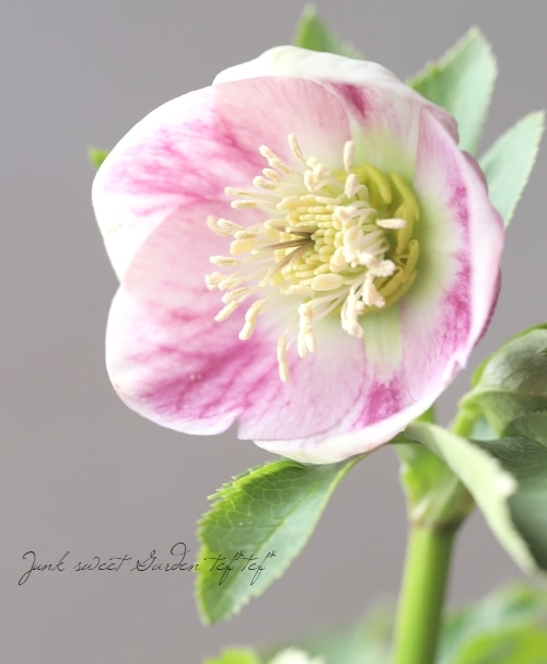 大和園】 クリスマスローズ 『パステリッシュストレイン』 | すべての