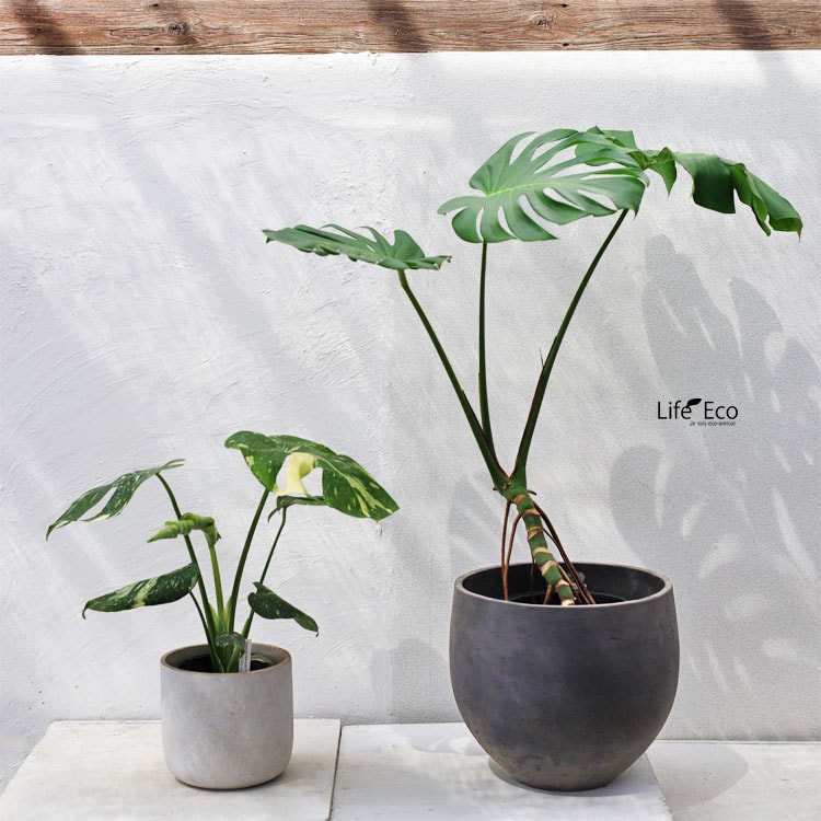 観葉植物 モンステラ（根上がり仕立て） / 7寸・約W 80cm×H90cm