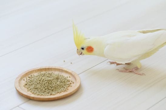 ハリソン】アダルトライフタイム[スーパーファイン/極小粒](454g