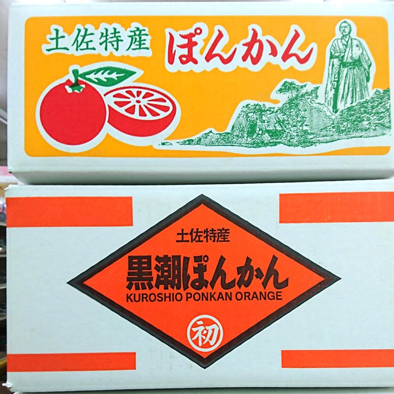 浦ノ内ぽんかん 家庭用】5kg｜高知の季節のくだもの｜近沢ストアー