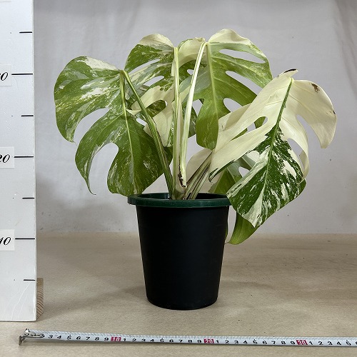 葉傷みあり 斑入りモンステラ ホワイトタイガー(白斑) 5号底面給水鉢