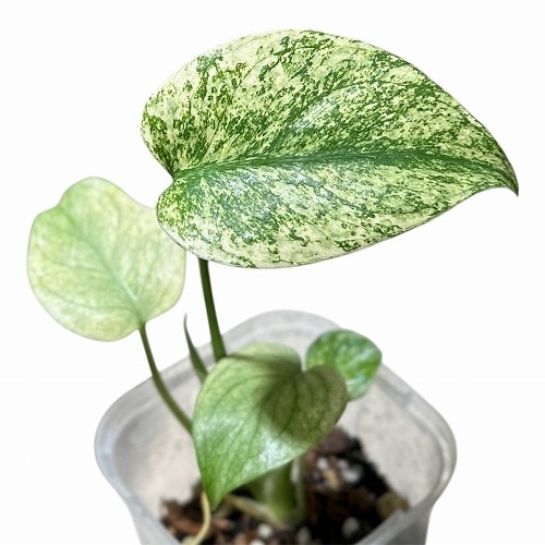 斑入りモンステラ ホワイトモンスター(天津蘭) 3.5号ロング透明鉢(現品