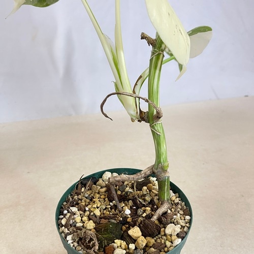 モンステラ ホワイトタイガー 4号スリット鉢 個体C｜芳樹園オンライン