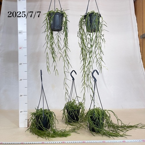 ホヤ(サクララン) リネアリス 3.5号吊り鉢｜芳樹園オンラインショップ