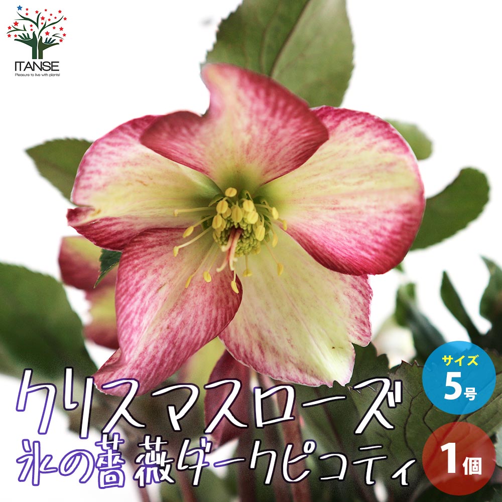 クリスマスローズ 氷の薔薇 ダークピコティ【花苗 5号鉢／1個売り