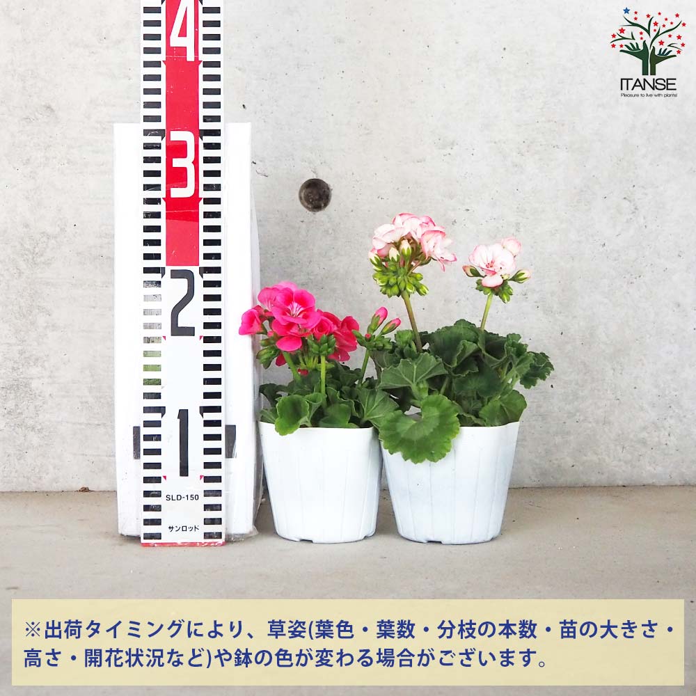 ゼラニウム 2品種セット【花苗 3.5号】｜ 【植物のITANSE】全品