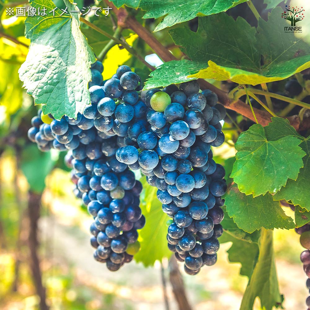 ぶどうの苗 ヤマブドウ ヤマソービニオン 【果樹の苗木 4号／1個売り