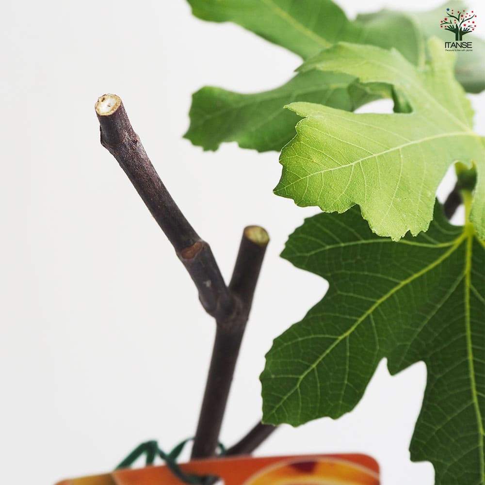 イチジク ジャンボイチジク 【果樹の苗木 4号／1個売り】｜ 【植物の