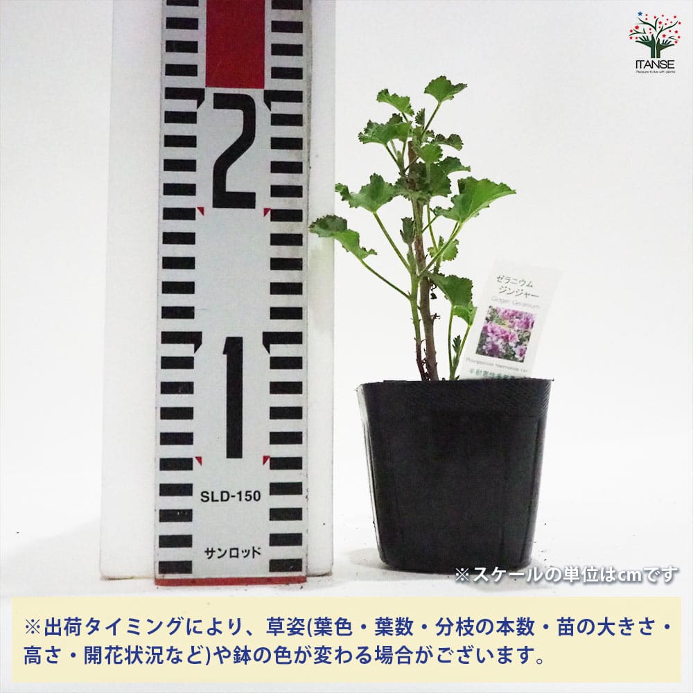 ゼラニウム ジンジャー 【ハーブの苗 9cmポット】｜ 【植物の