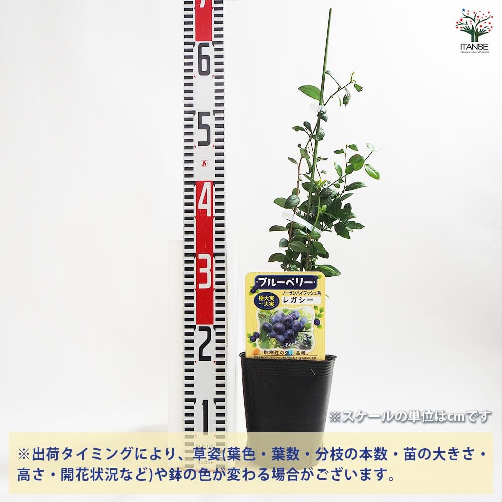 ブルーベリー レガシー 【果樹の苗木 5号ポット】｜ 【植物の
