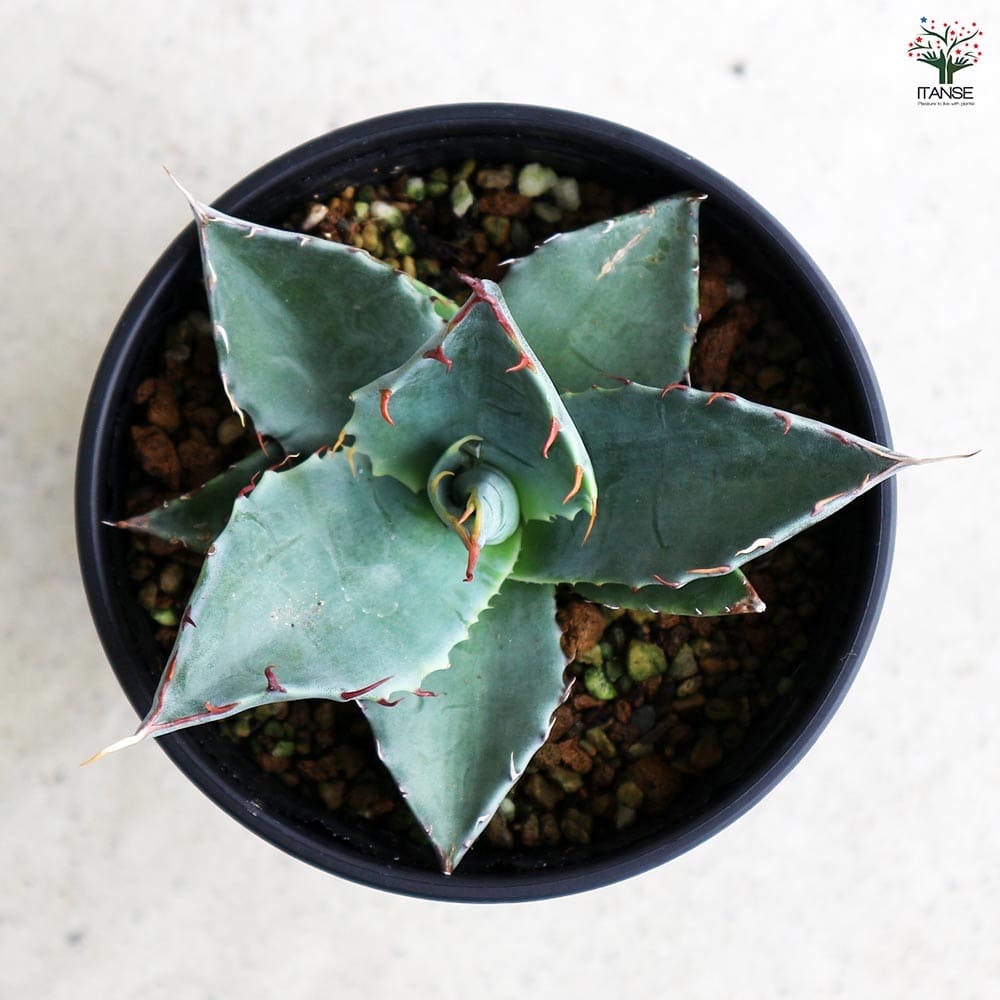アガベ パラサナ 【多肉植物 3.5号／1個売り】｜ 【植物のITANSE