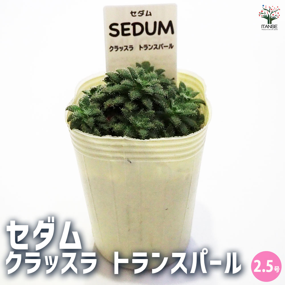 セダム クラッスラ トランスパール 【多肉植物 2.5号／1個