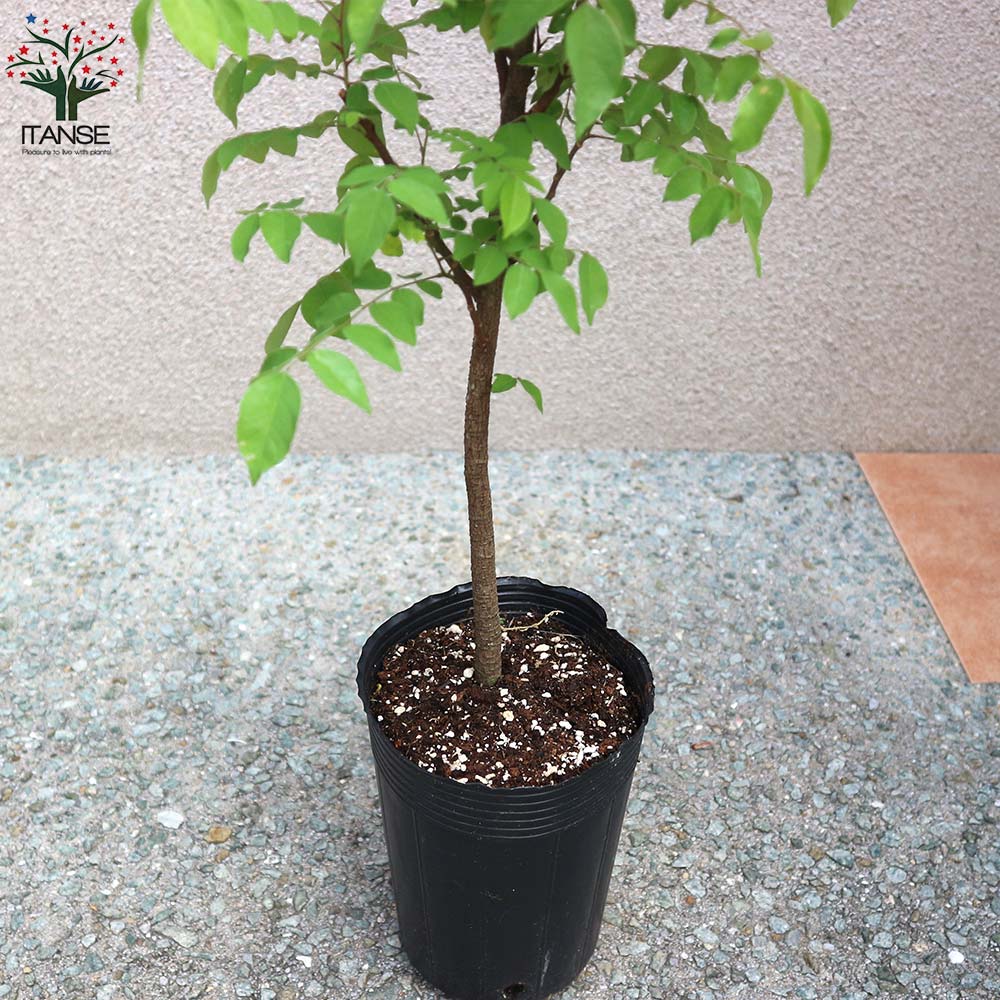 スターフルーツの苗 【果樹の苗木 13.5cmポット／1個売り】｜ 【植物の