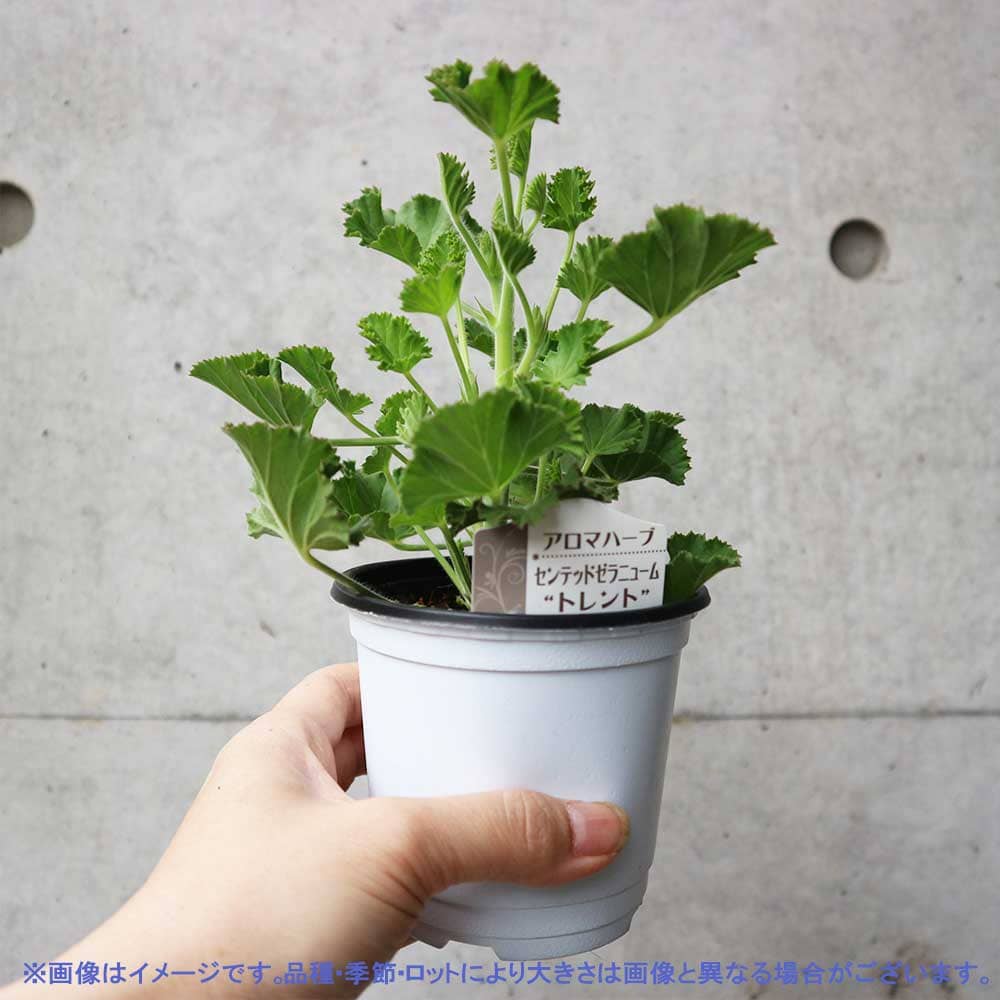 センテッドゼラニウム トレント 10.5cm2個～【おうちで簡単！育て