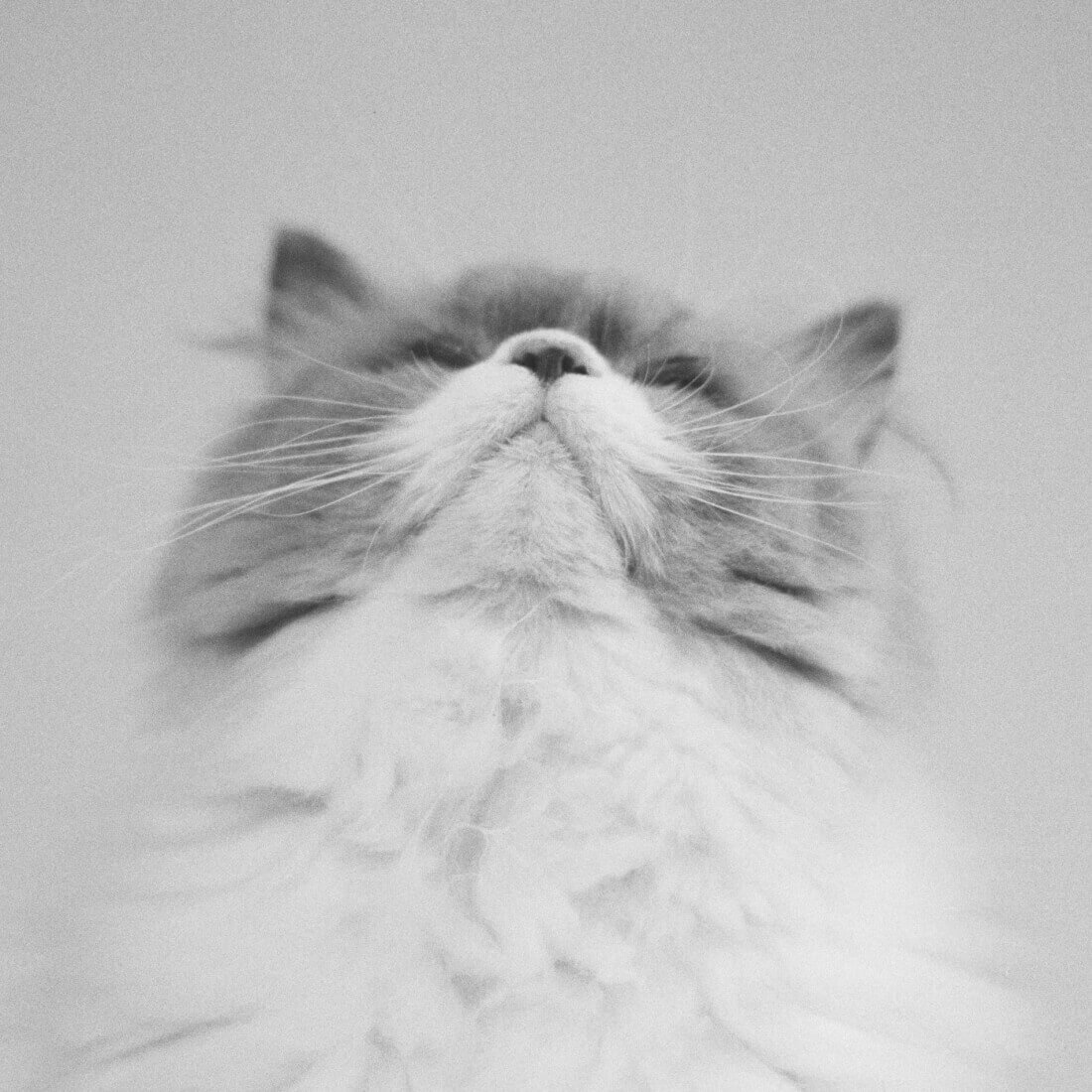 カネコアヤノ / 燦々 ひとりでに | CD,日本,ポップス / シティポップ