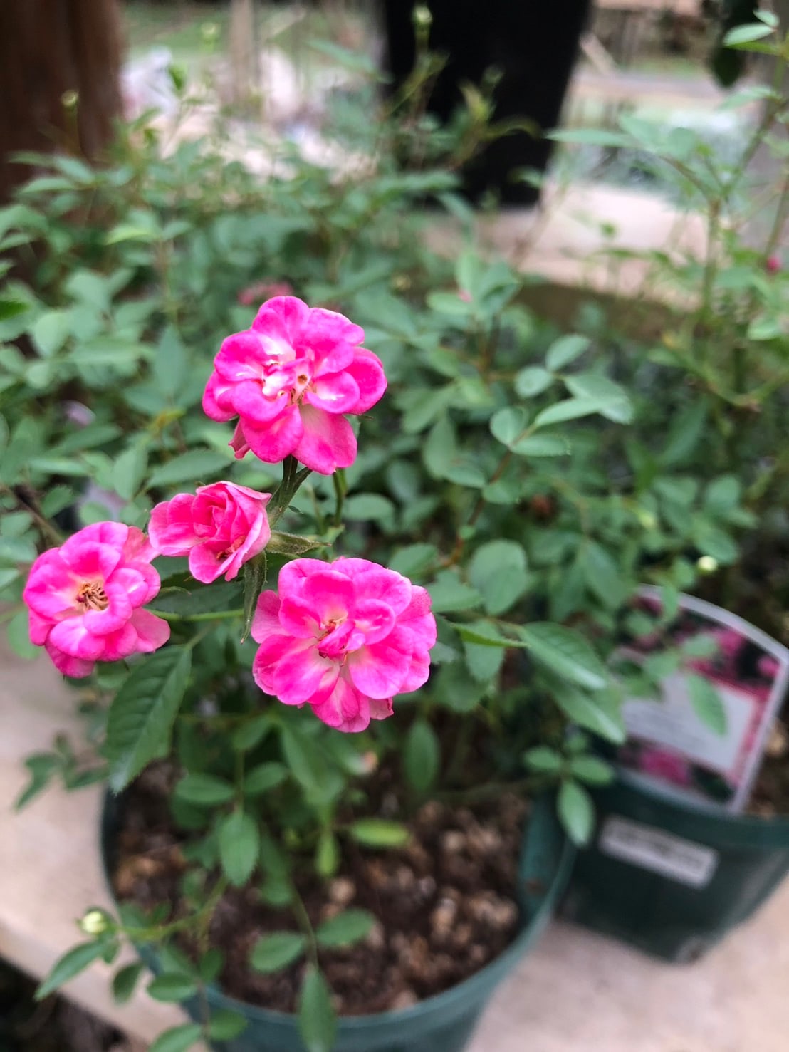 粉粧楼（フン・ショウ・ロウ）（大苗） 7号鉢植え バラ苗 オールド