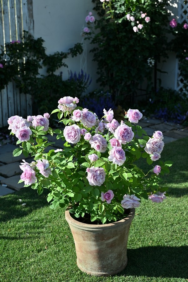 レミエル（新苗予約）7号鉢植え kawamoto Rose Garden（河本バラ園