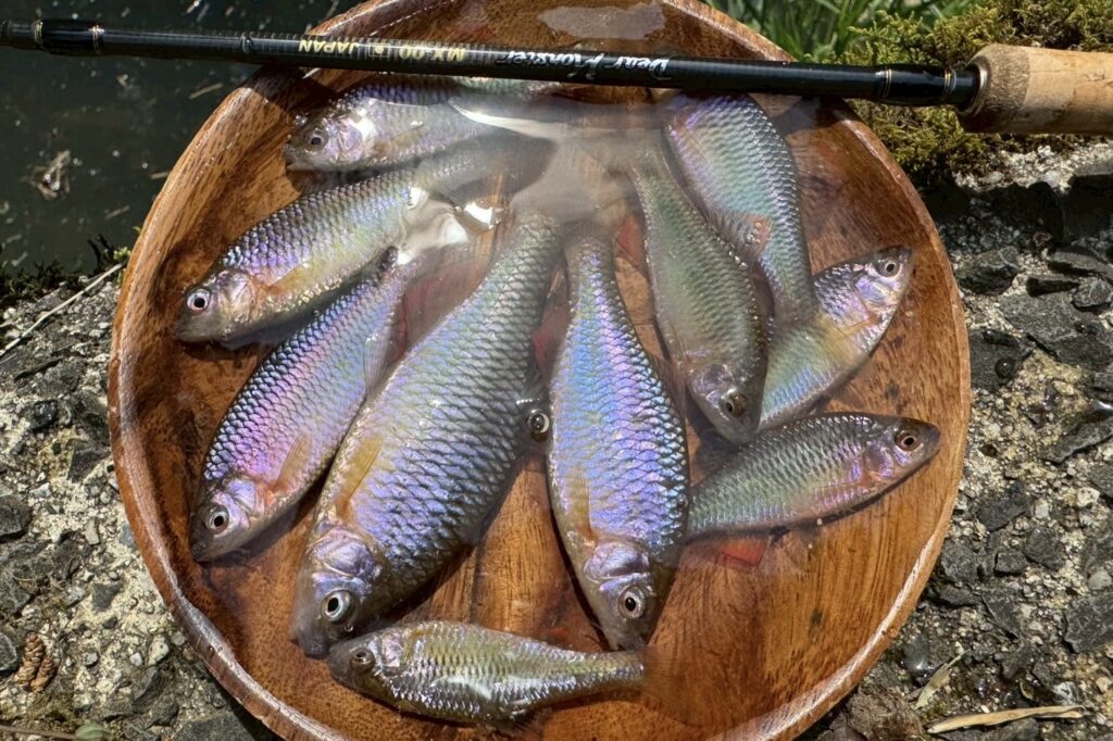 Dear Monster MX-00 - Monster Kiss モンスターキス