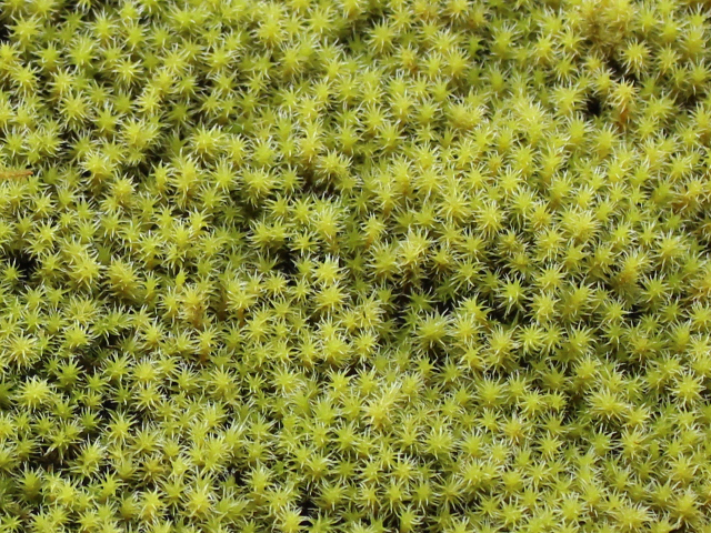 スナゴケミニパック（L）(256×189mm) | 苔の販売専門店モスファーム