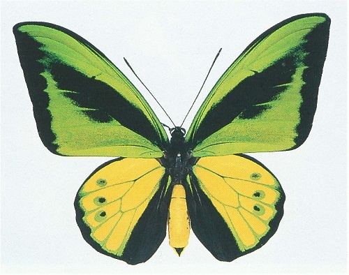 トリバネアゲハ類標本（館蔵品紹介） - 徳島県立博物館